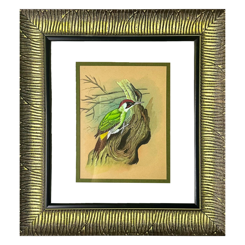 Green Woodpecker on Ancient Bark | Indian Wildlife Miniature Art